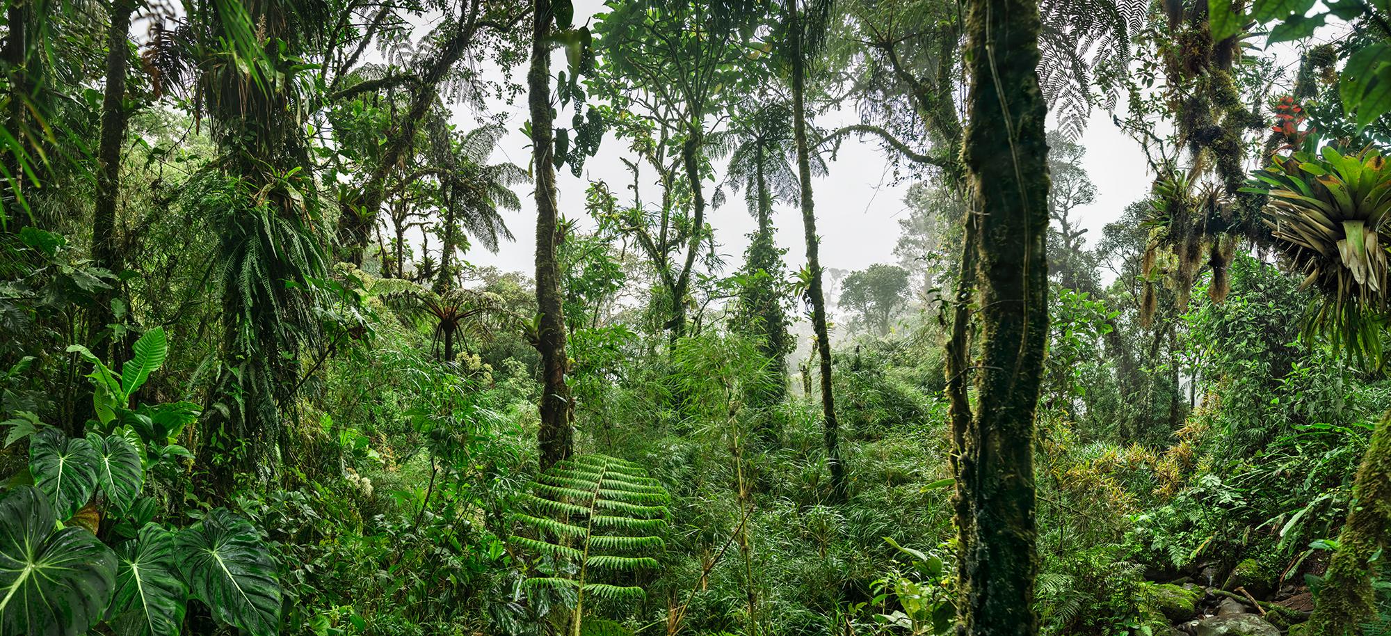 Erik Pawassar Landscape Print – Wolkenwälder III  Großformatige Fotografie eines fantastischen tropischen Regenwaldes