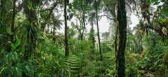 Cloud Forest III  - large format photograph of fantastical tropical rainforest