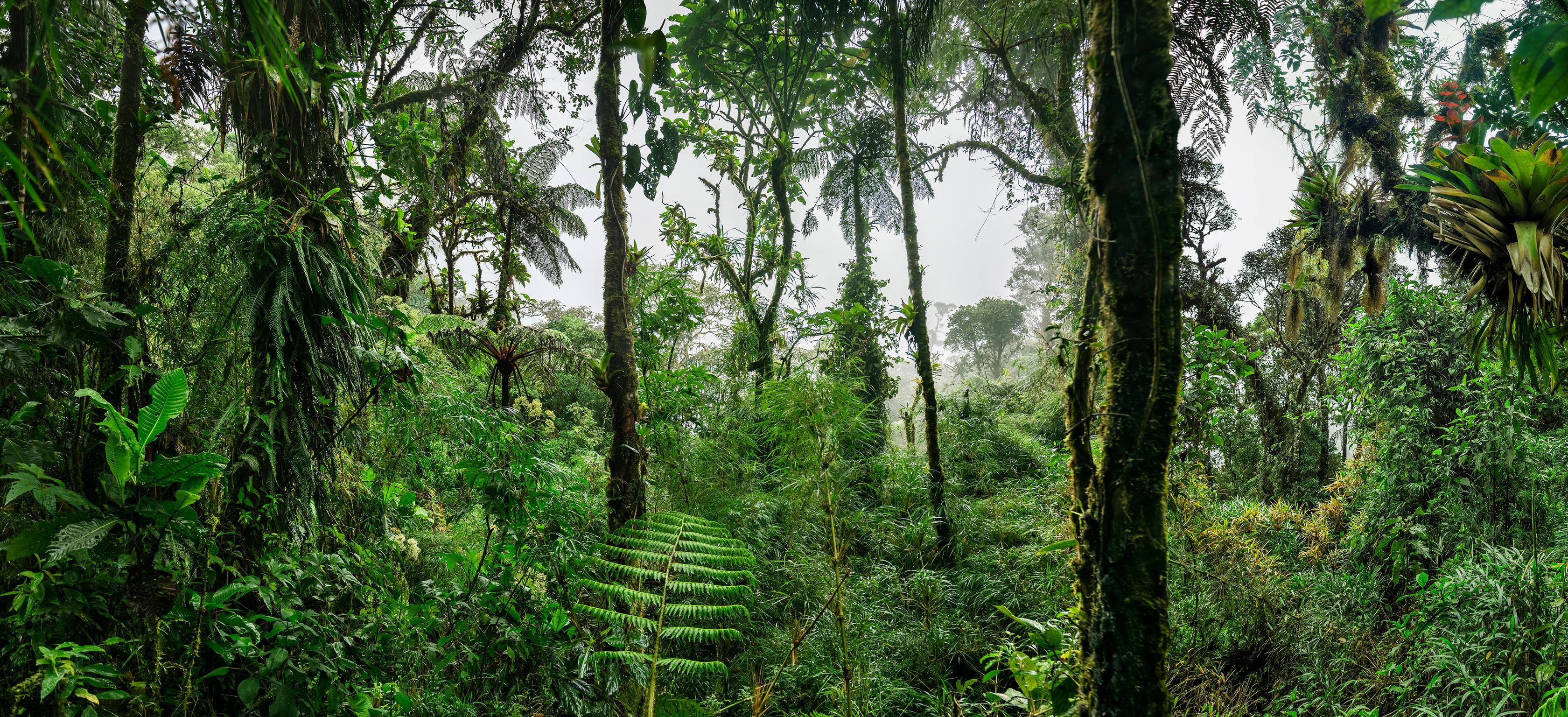 Cloud Forest III  - large format photograph of fantastical tropical rainforest