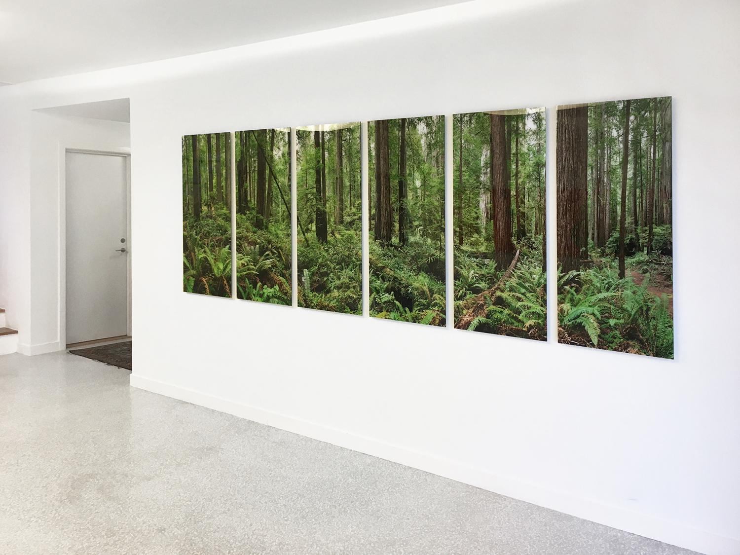 una fotografia in grande scala di un biotopo naturale verde smeraldo, un'osservazione estremamente dettagliata della bellezza naturale della foresta di sequoie della California del Nord

Redwoods di Erik Pawassar 

31 x 88 pollici (79 x 224 cm)