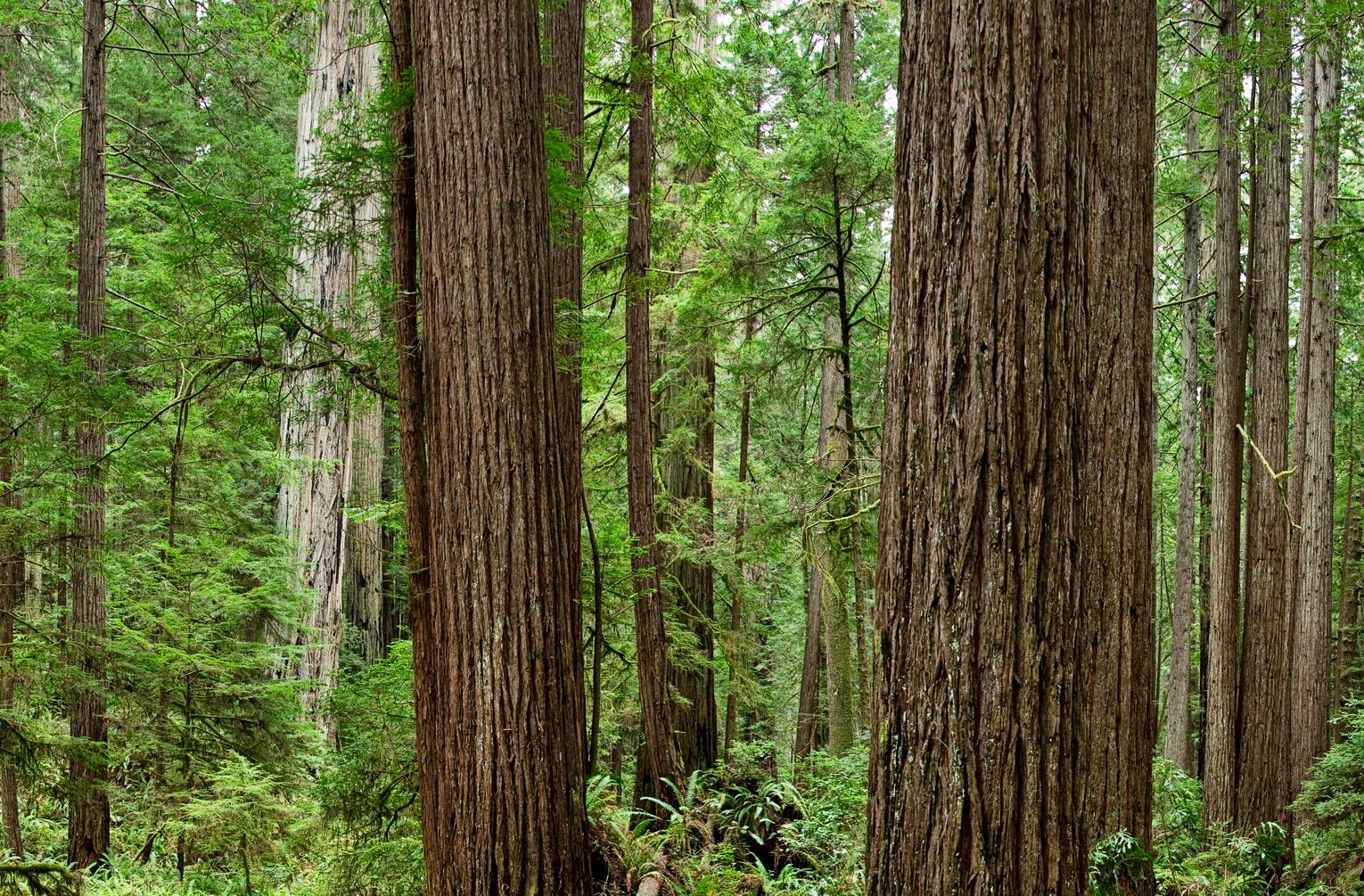Bois rouges - panorama grand format d'observation de la nature en forêt de bois rouges verts en vente 1