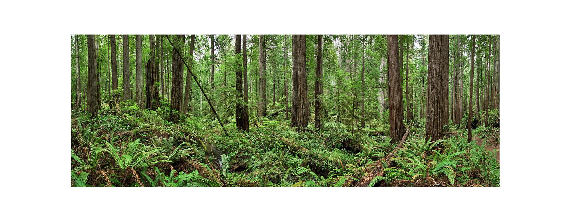 Redwoods (framed) - large format nature observation panorama of redwoods forest For Sale 5