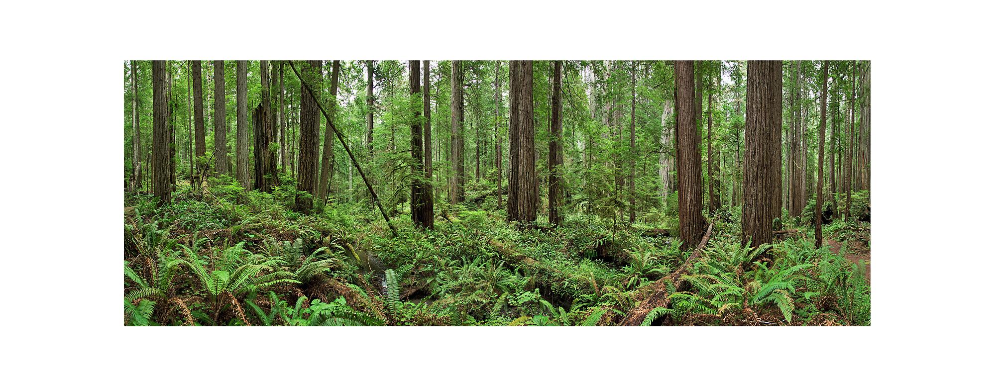 Large format observation of a California Redwoods grove, capturing the colors and lush flora of the iconic biosphere in mesmerizing details

Redwoods (2010) by Erik Pawassar is offered in three edition sizes:

42 x 117 inches (107 x 298cm)
signed