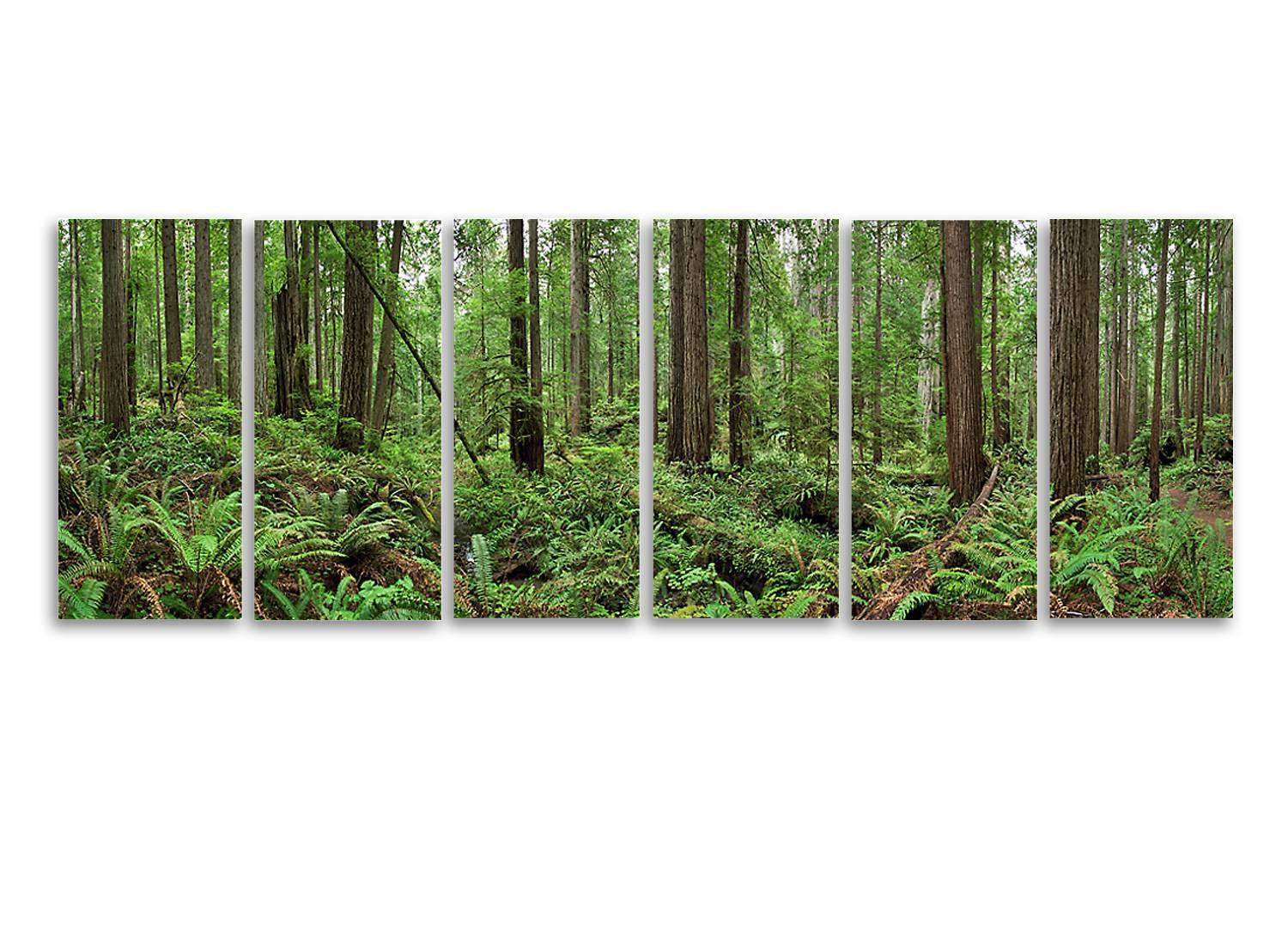 Redwoods (framed) - large format nature observation panorama of redwoods forest For Sale 1