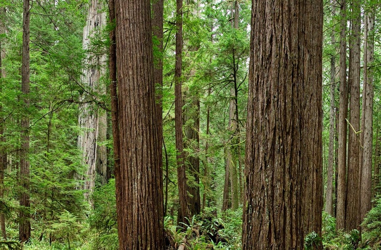 Redwoods - large format nature forest panorama in six individual glass panels - Contemporary Print by Erik Pawassar