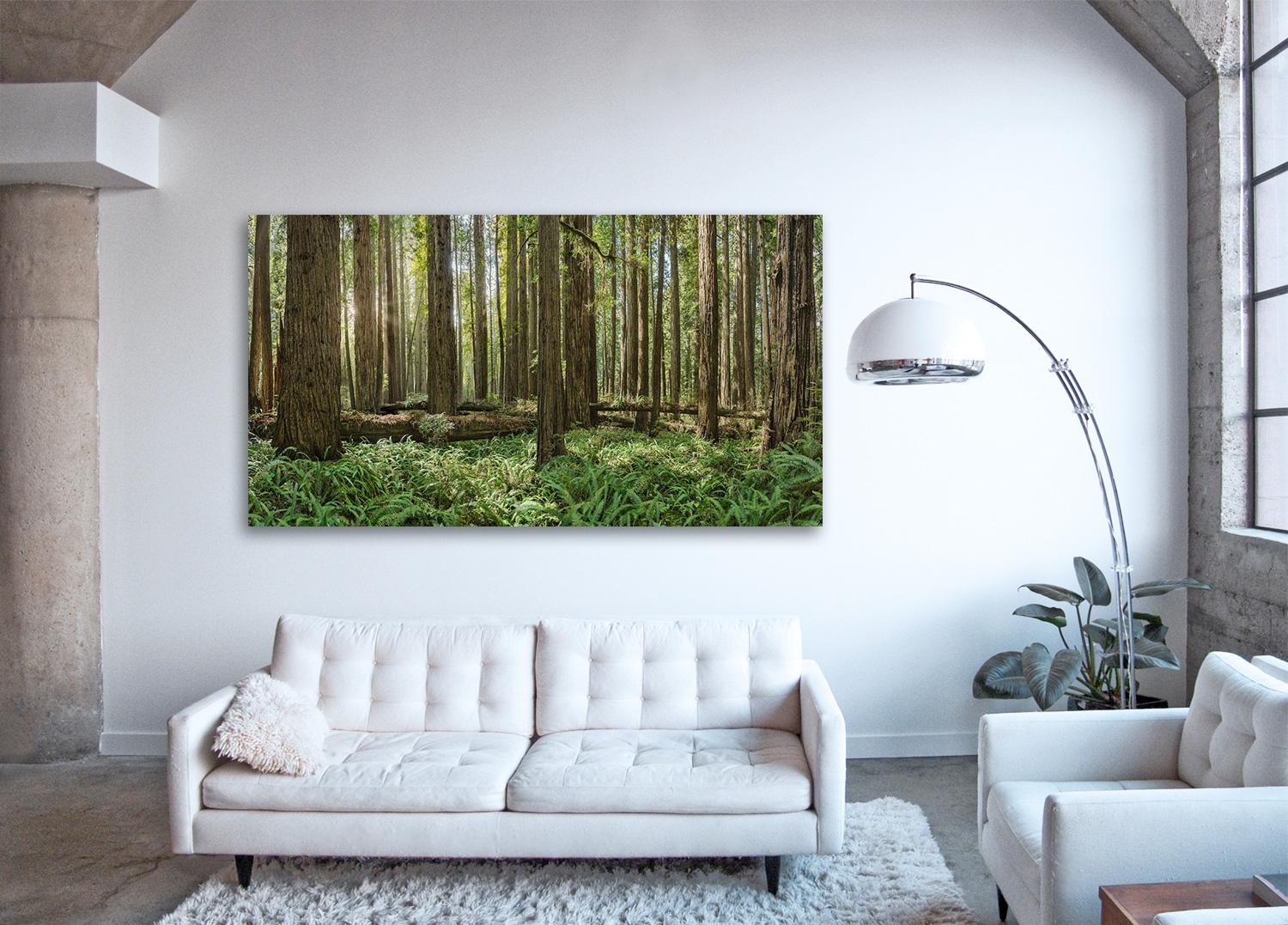 Redwoods Study II - panorama di osservazione di grande formato di una foresta di sequoie verdi - Print Contemporaneo di Erik Pawassar