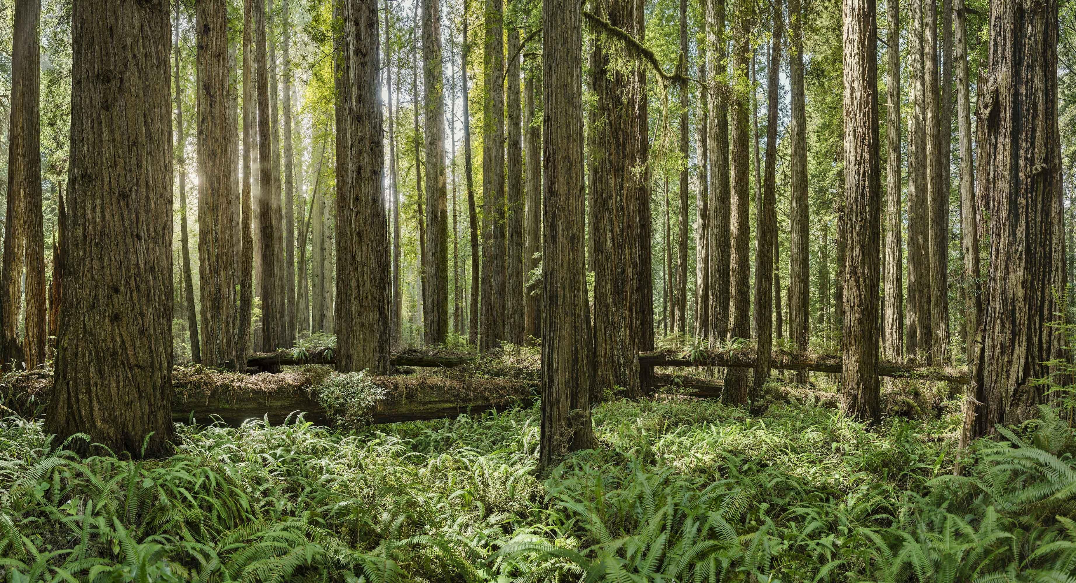 Una fotografia in grande scala di un biotopo naturale verde smeraldo, un'osservazione estremamente dettagliata della bellezza naturale della foresta di sequoie della California settentrionale.

Studio delle sequoie II di Erik Pawassar

48 x 88,5