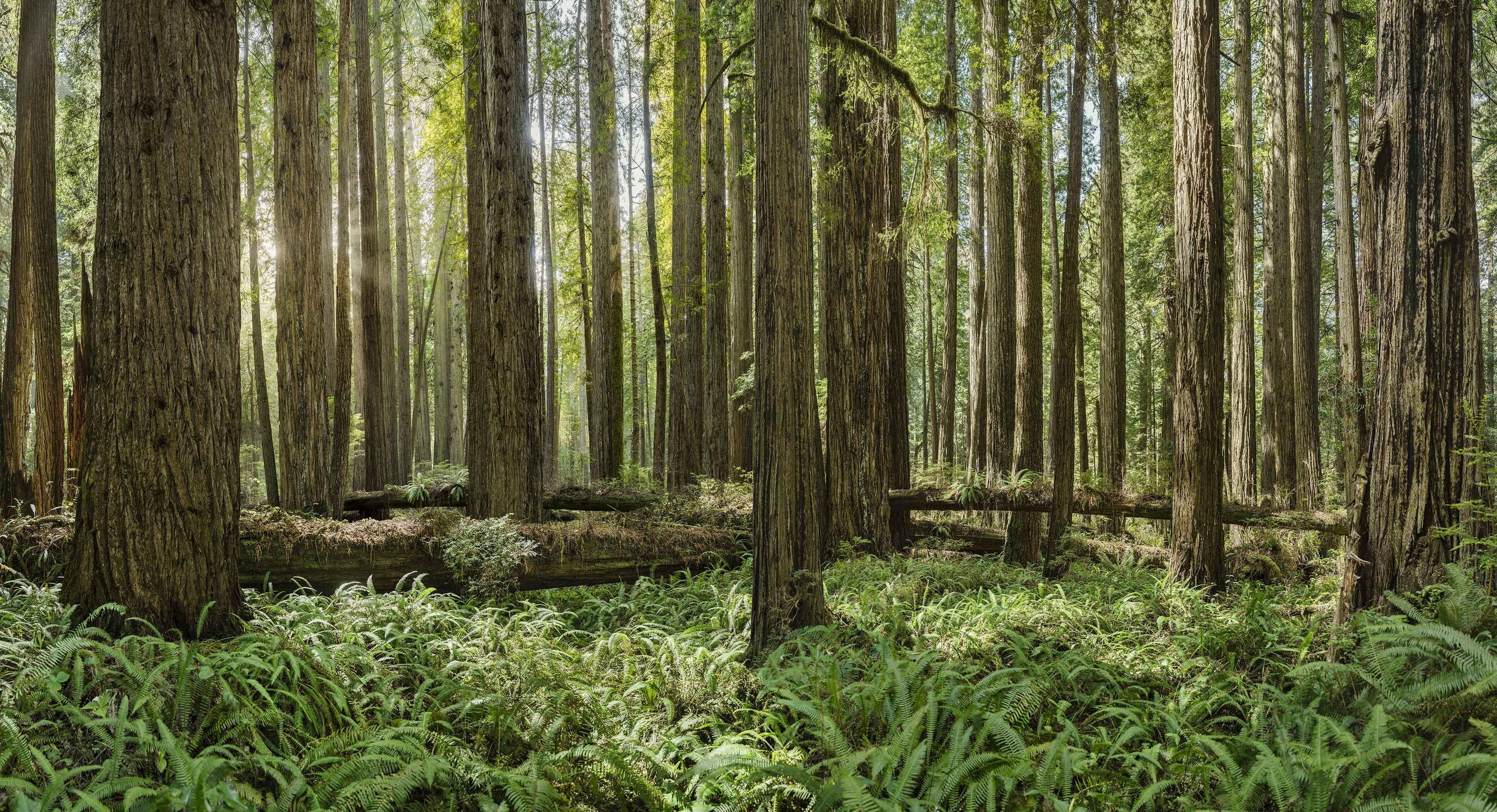 Erik Pawassar Landscape Photograph - Redwoods Study II - large format observation panorama of green redwoods forest