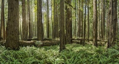 Redwoods Study II - large format observation panorama of green redwoods forest