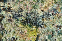 Reef - large format photograph of sun reflections on a coral reef