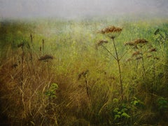 Heracleum- Pintura contemporánea de paisaje del siglo XXI de  Campos con flores