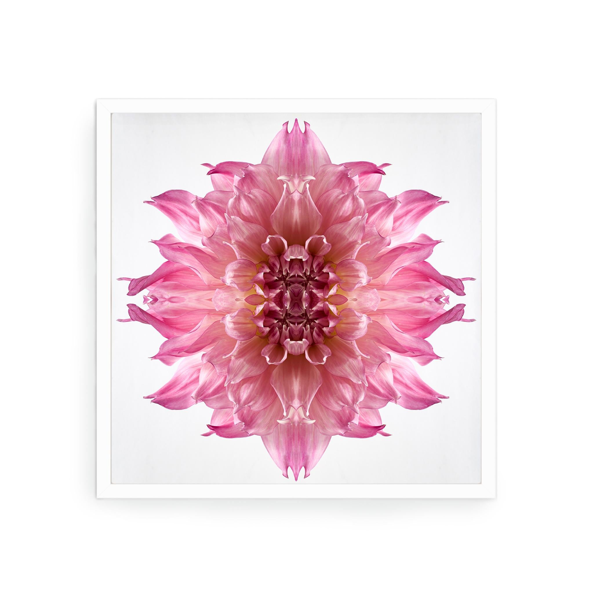 Dieser Druck zeigt die spielerische Beziehung zwischen natürlichen Formen und Pflanzen. In diesem Bild nutzt Erin die natürliche Komposition der rosa Dahlie und ihre eigene Collagearbeit, um mit der Blume ein hypnotisches Mandala zu schaffen. Manche