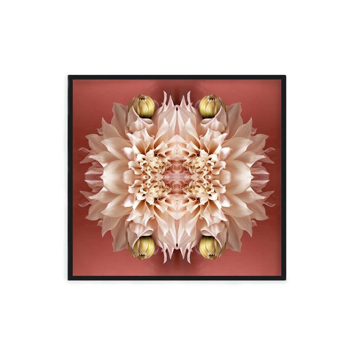Dieser Druck zeigt die spielerische Beziehung zwischen natürlichen Formen und Pflanzen. In diesem Bild nutzt Erin die natürliche Komposition der hellrosa Dahlie und ihre eigene Collagearbeit, um mit der Blume ein hypnotisches Mandala zu schaffen.