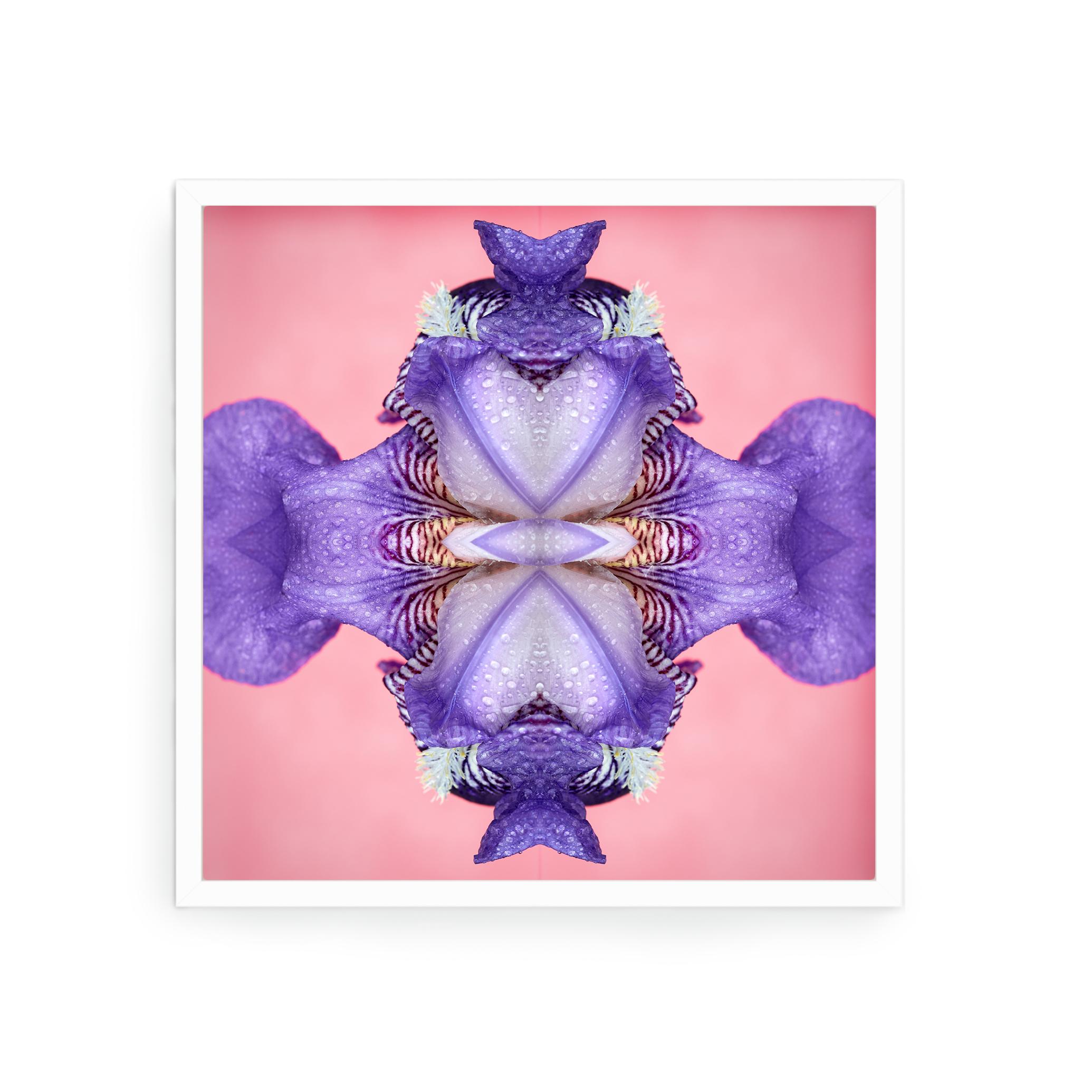 Nummer Nr. 220 (Violett), Color Photograph, von Erin Derby