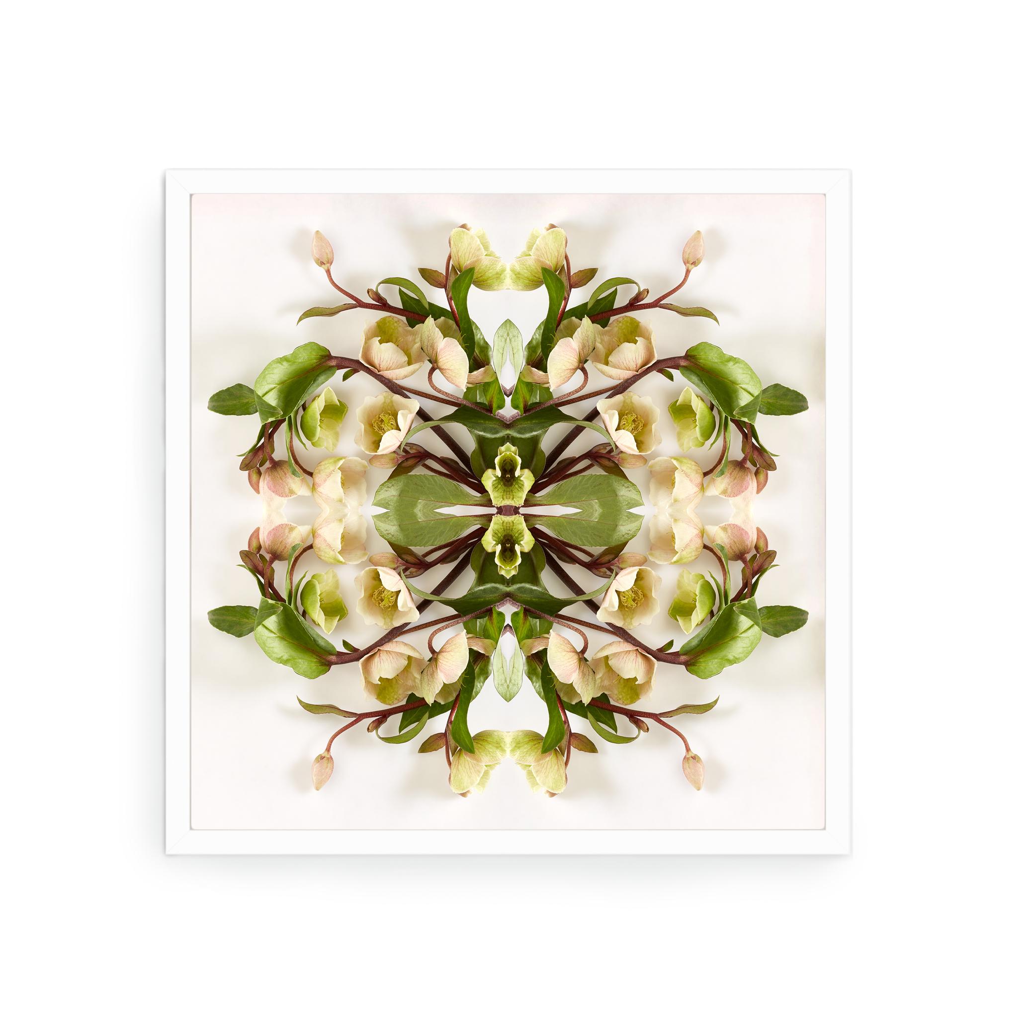 This print features the playful relationship between natural forms and botanicals. In this image Erin uses the natural composition of the ivory and greens of the Fritillaria, and her own collage work, to create a hypnotic mandala with the