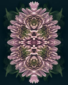 Nocturnal No. 01