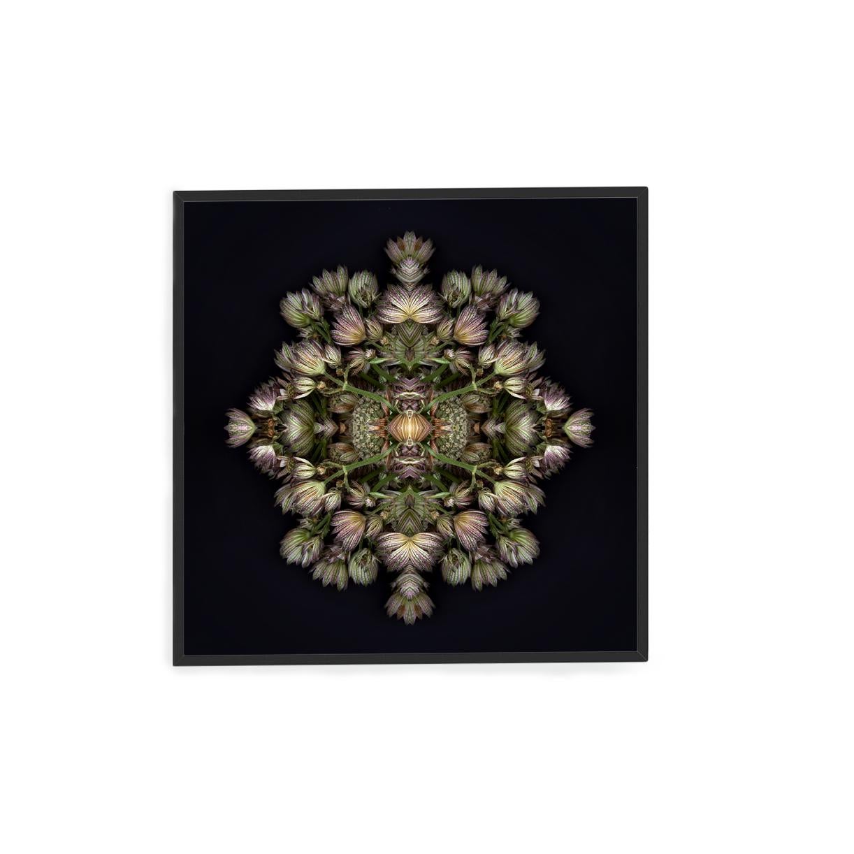 Dieser Druck zeigt die spielerische Beziehung zwischen natürlichen Formen und Pflanzen. In diesem Bild nutzt Erin die natürliche Komposition der violetten Blumen und ihre eigene Collagearbeit, um ein hypnotisches Mandala mit den Blumen zu schaffen.