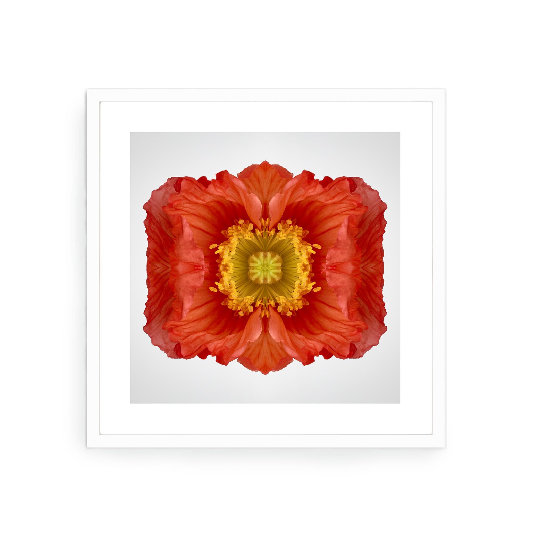Poppy - Modern Photograph by Erin Derby