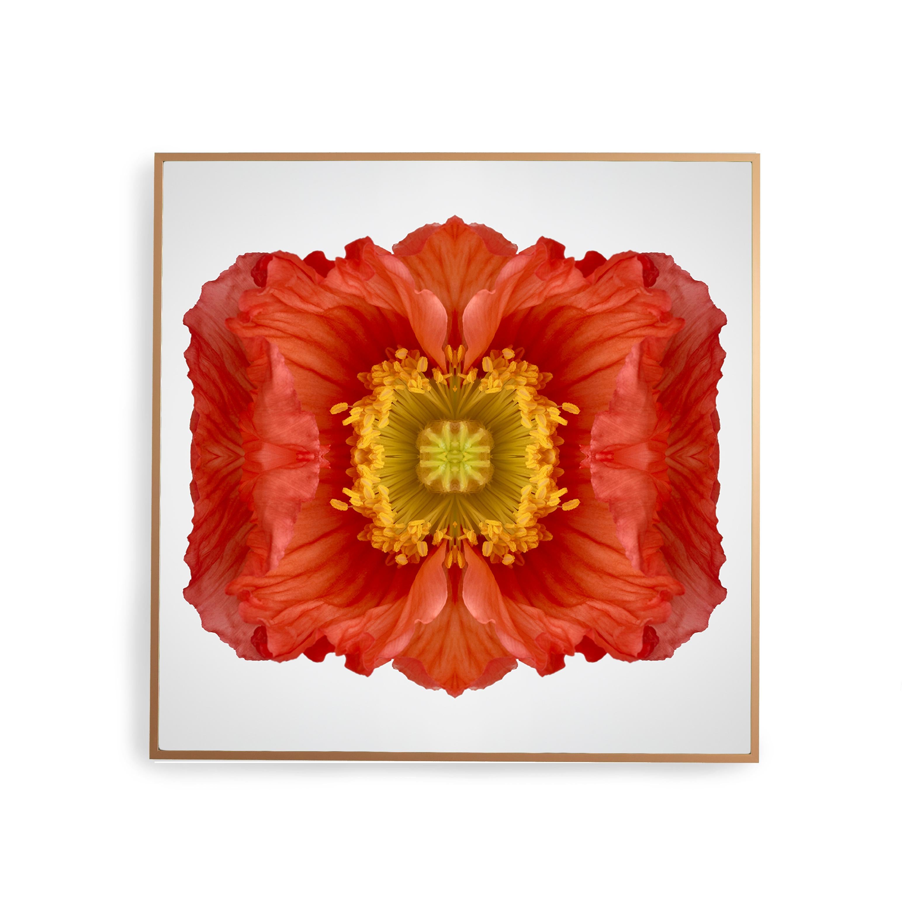 This print features the playful relationship between natural forms and botanicals. In this image Erin uses the natural composition of the bright red orange poppy, and her own collage work, to create a hypnotic mandala with the floral. Some describe