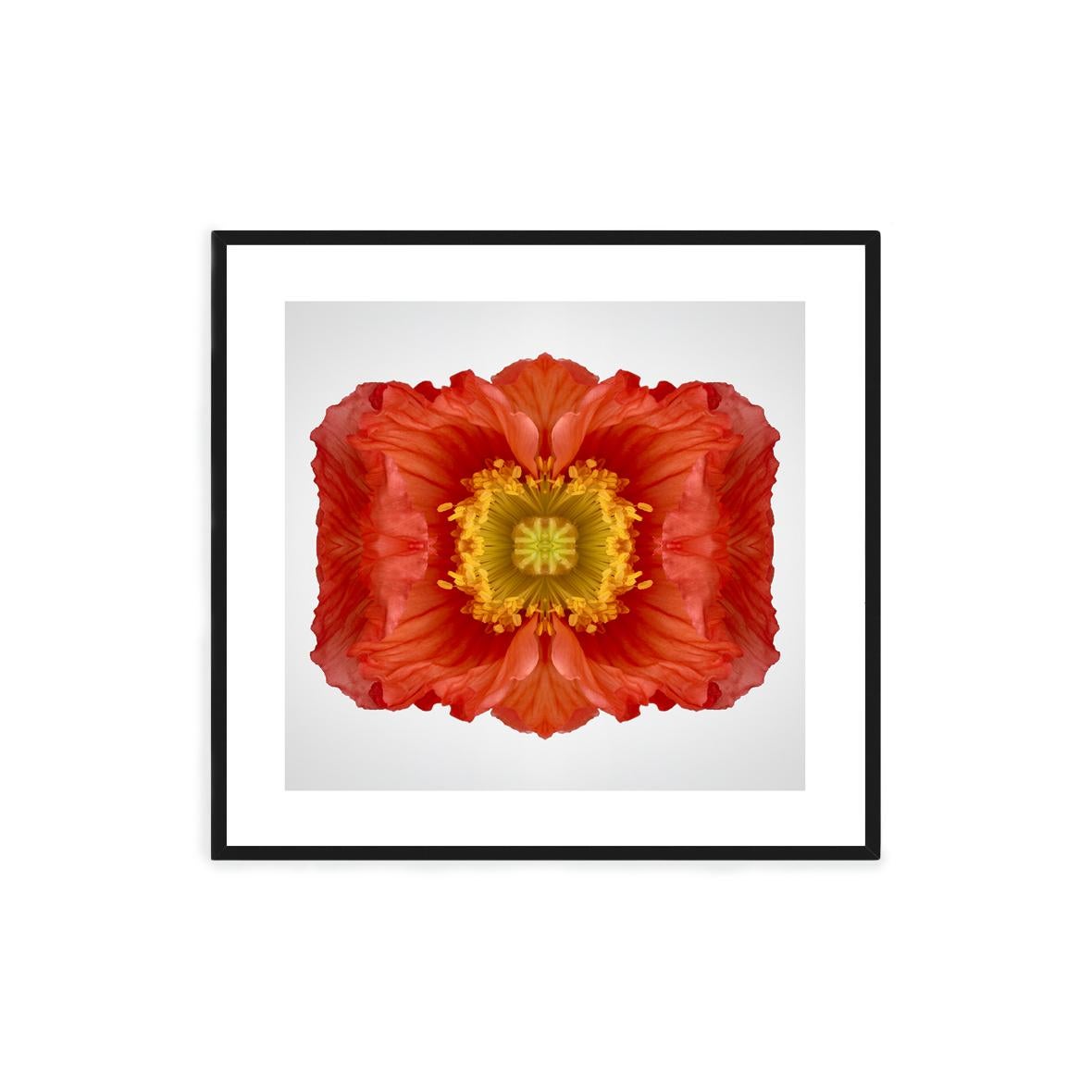 Poppy 3