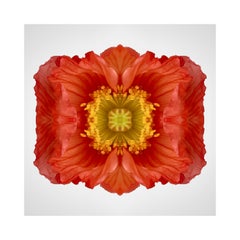 Poppy