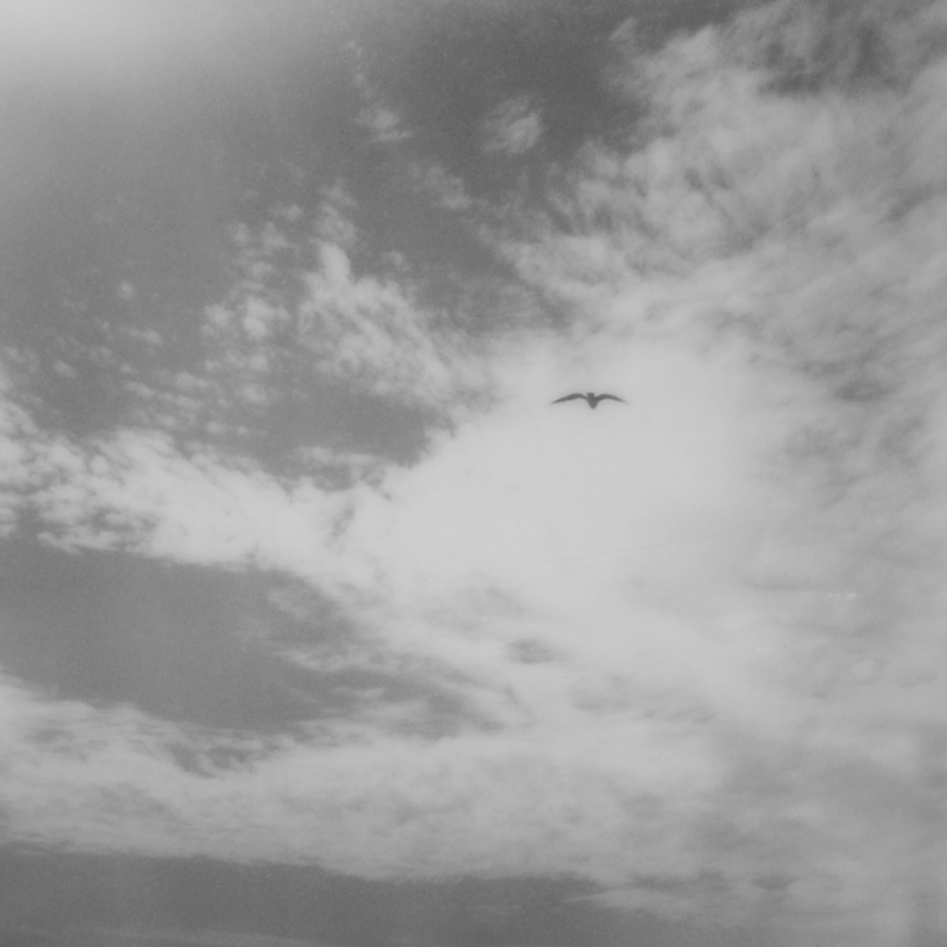 Erin Dougherty Landscape Photograph - Birds flying high (San Francisco) - 21st Century, Polaroid, Landscape