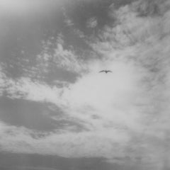 Oiseaux volant en haut (San Francisco) - 21e siècle, Polaroid, paysage
