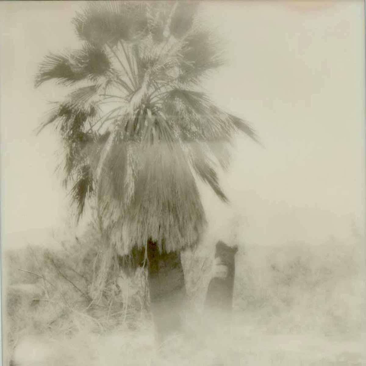 Erin Dougherty Black and White Photograph - Mexican Palm (Salton Sea) - 21st Century, Polaroid, Landscape