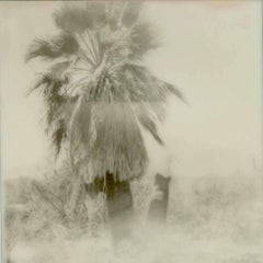 Mexican Palm (Salton Sea) - 21st Century, Polaroid, Landscape