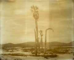 Oasis I (Die Wüste in Sepia) – 21. Jahrhundert, Polaroid, Landschaft