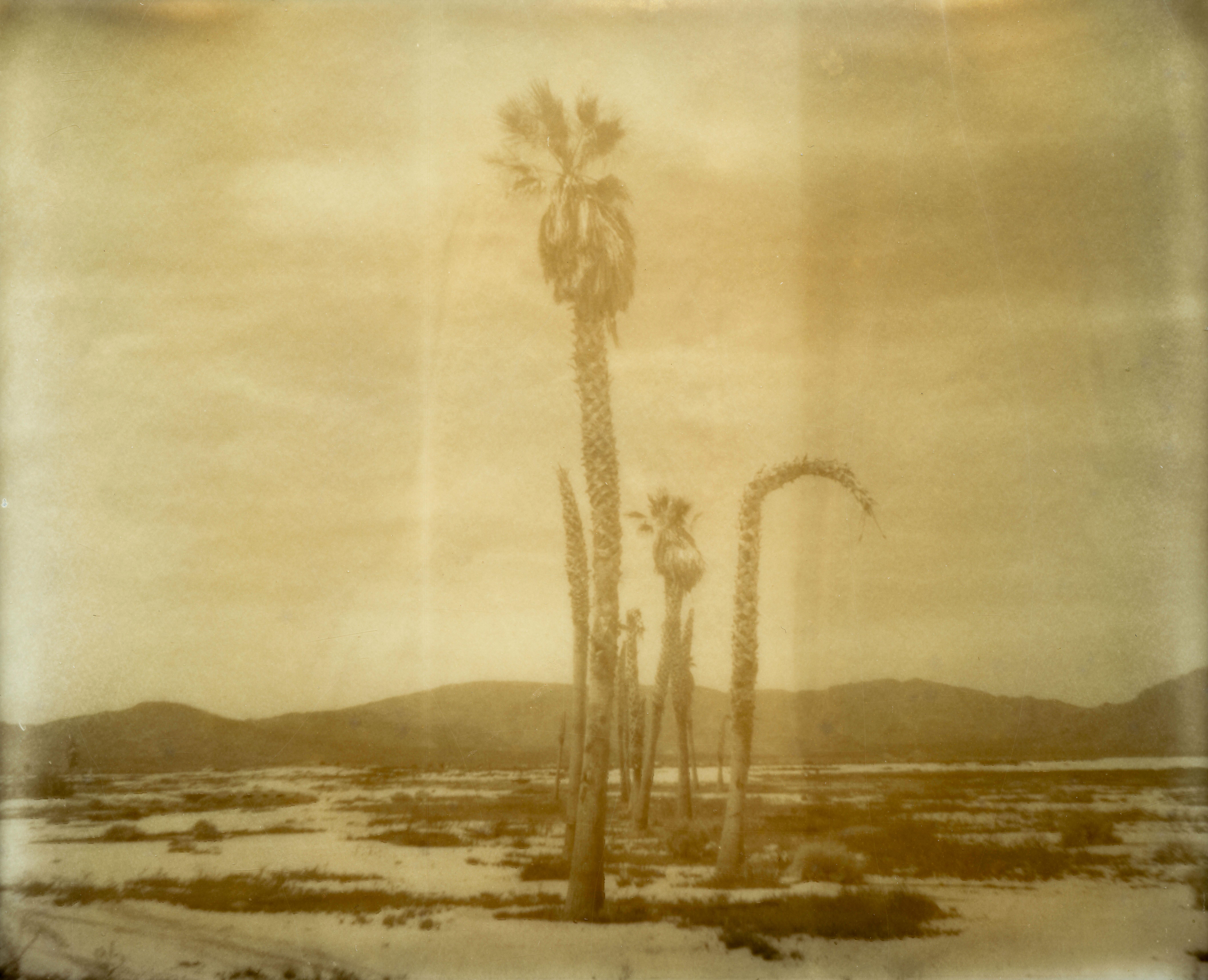 Black and White Photograph di Erin Dougherty - Oasi I (Il deserto in seppia) - 21° secolo, Polaroid, Paesaggio