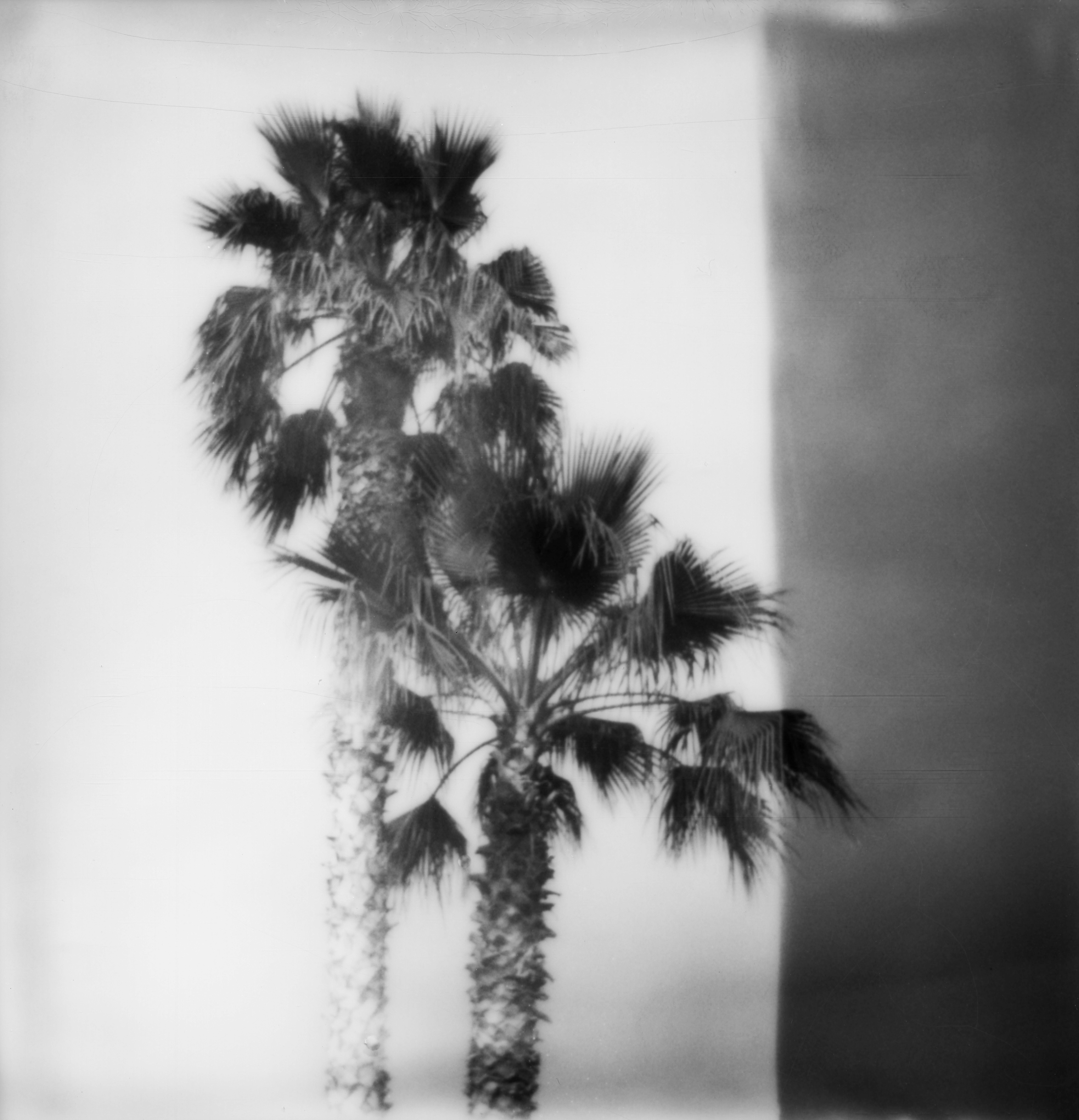 Erin Dougherty Landscape Photograph - Palms (Ghost Town) - 21st Century, Polaroid, Landscape