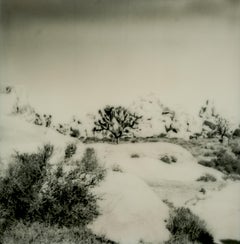 Sentinel (Joshua Tree) - 21st Century, Polaroid, Landscape