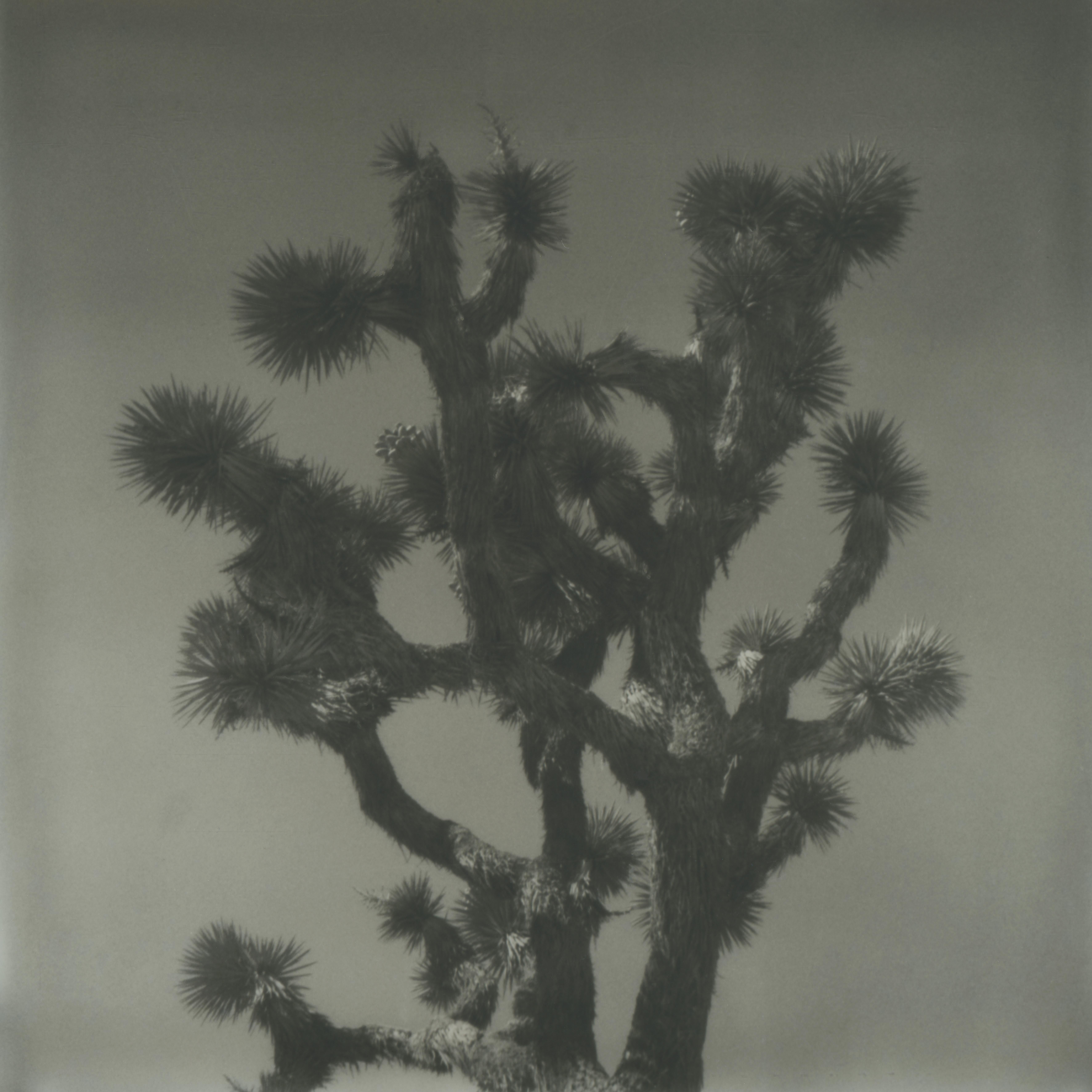 Erin Dougherty Landscape Photograph - The Elder (Joshua Tree) - 21st Century, Polaroid, Landscape