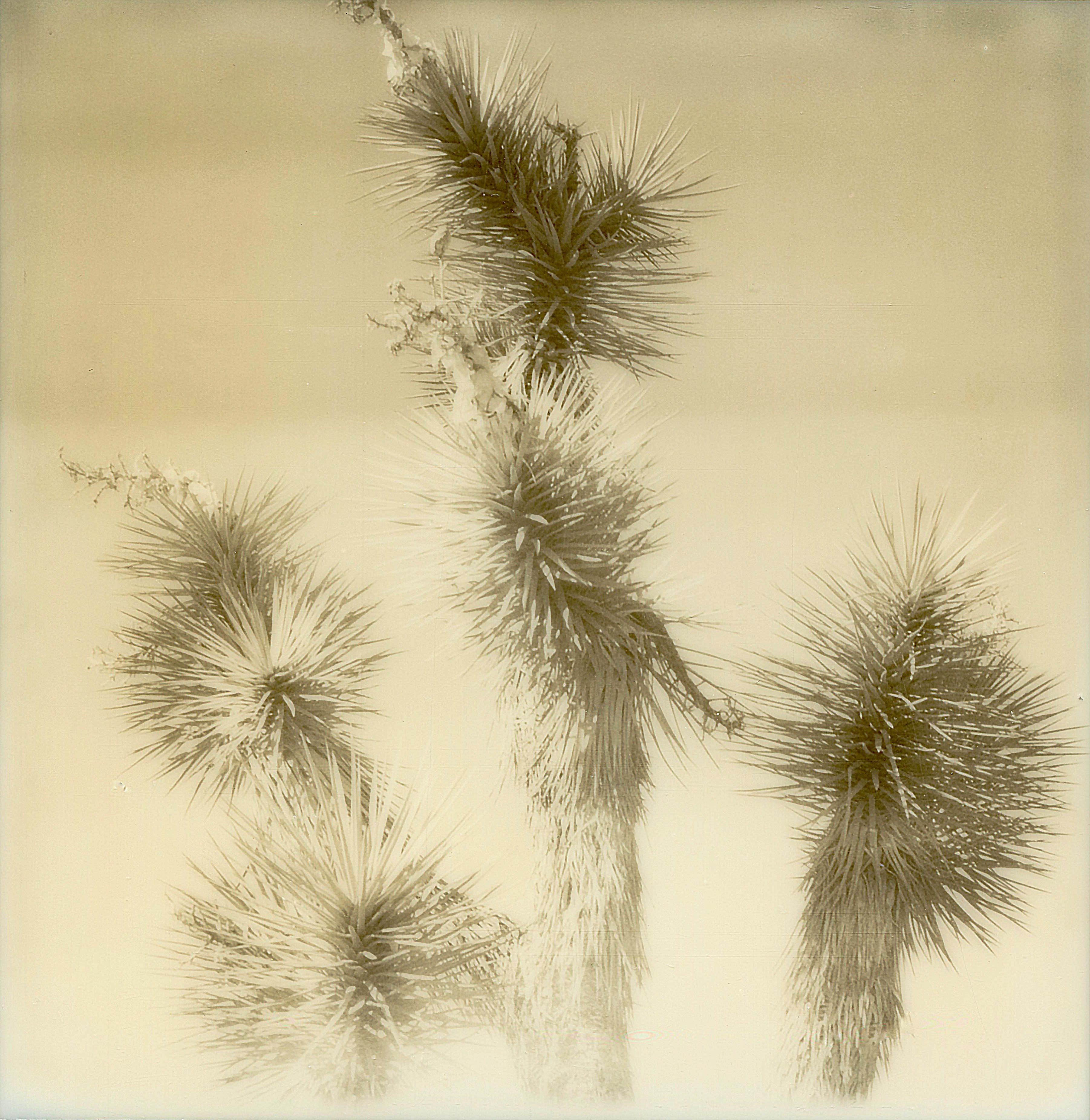 Erin Dougherty Color Photograph - Yucca (The Desert in Sepia) - 21st Century, Polaroid, Landscape