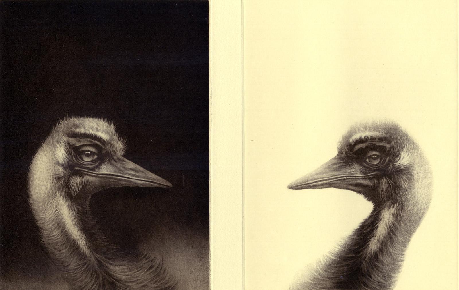 Erling Valtyrson Animal Print - Birdheads (two beaked birds facing off)
