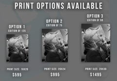 Gloria Swanson in Mesh Fine Art Print