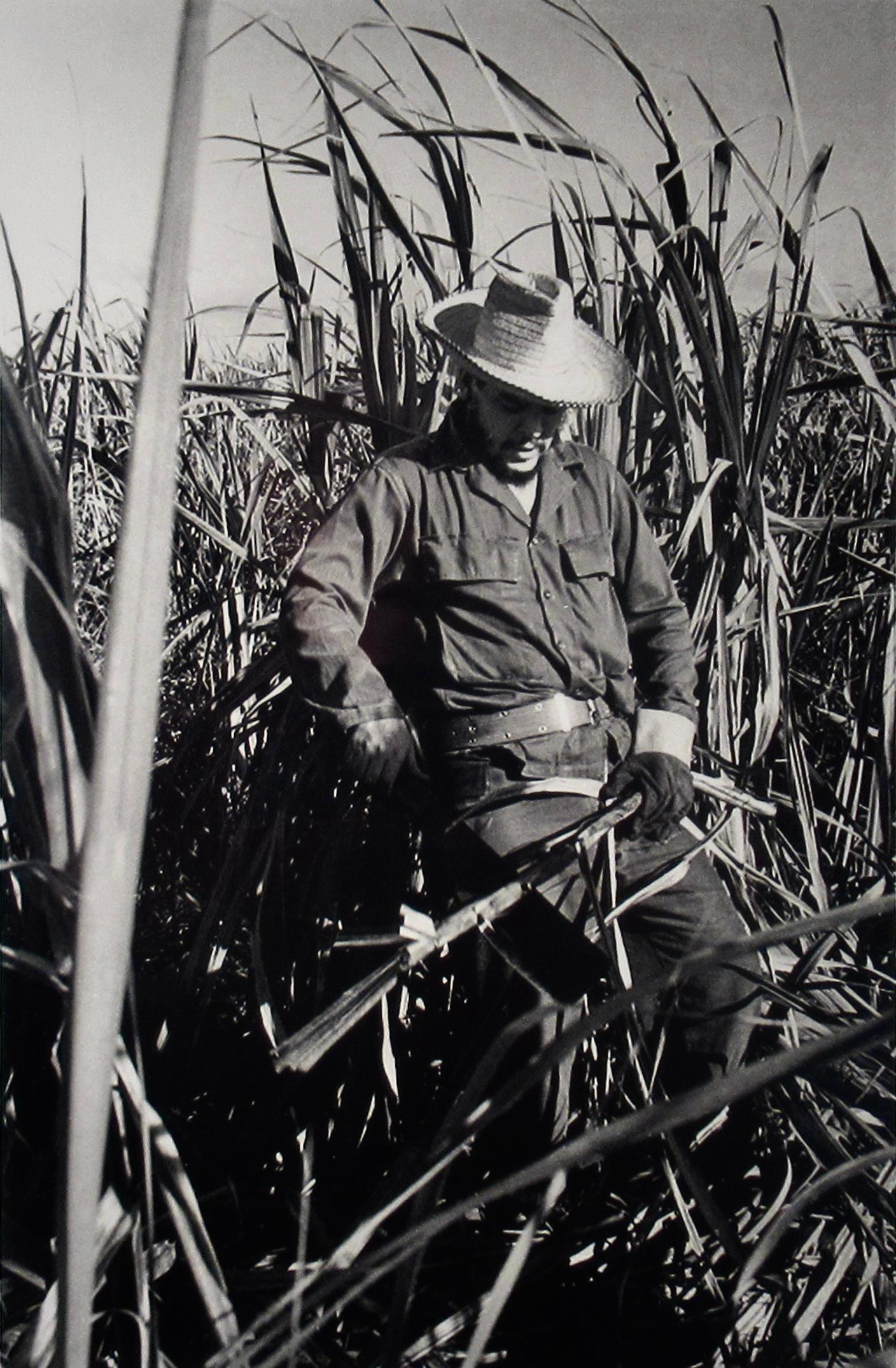Che (Che Guevara cutting canes) - Realist Photograph by Ernesto Fernandez Nogueras