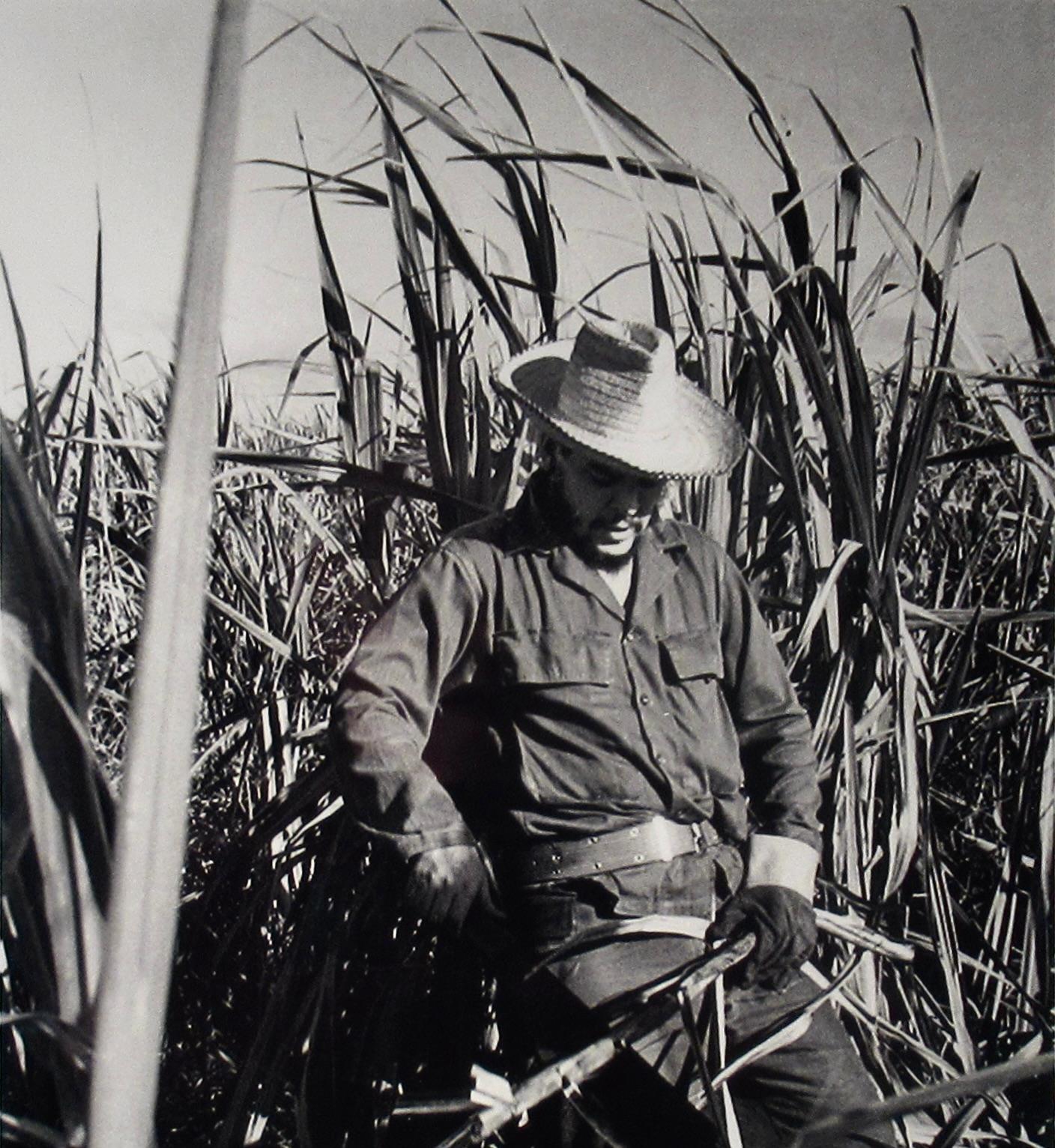 Che (Che Guevara cutting canes) - Gray Figurative Photograph by Ernesto Fernandez Nogueras