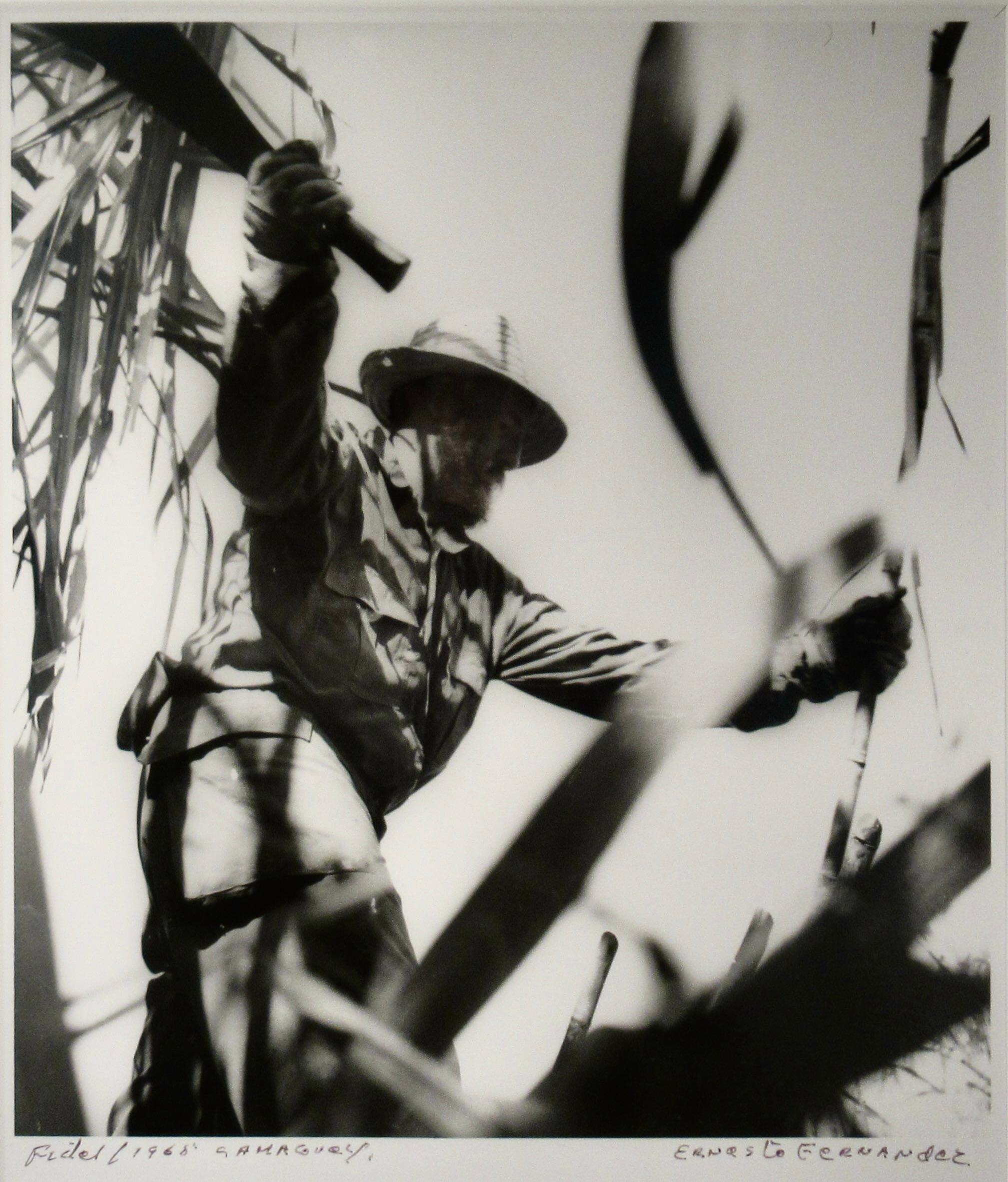 Fidel C. (Fidel Castro Cutting Canes) - Photograph by Ernesto Fernandez Nogueras