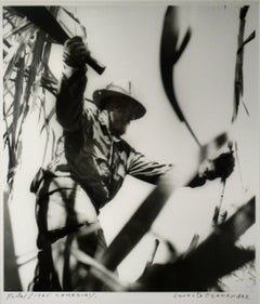 Fidel C. (Fidel Castro Cutting Canes)