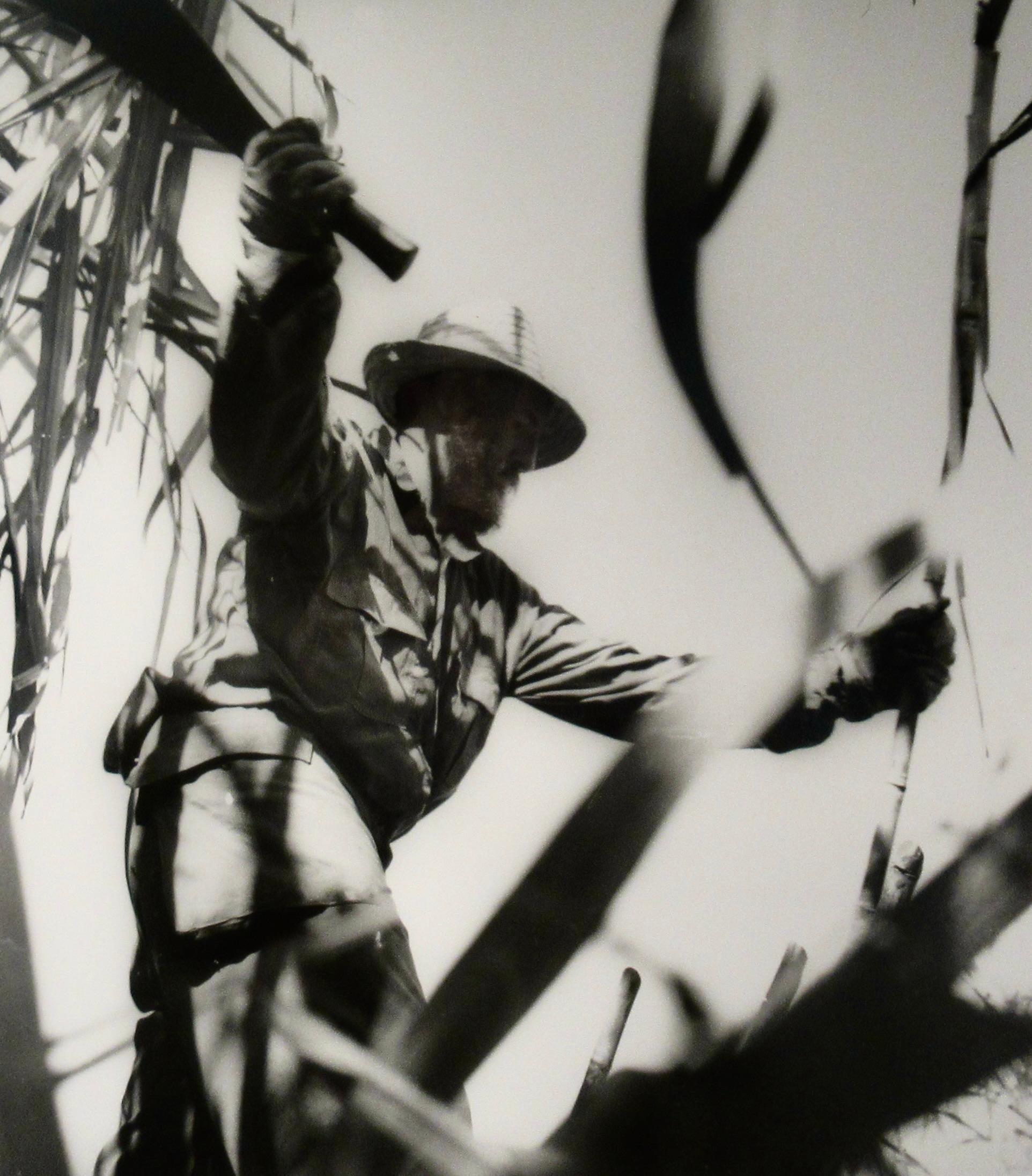 Fidel C. (Fidel Castro Cutting Canes) - Gray Black and White Photograph by Ernesto Fernandez Nogueras