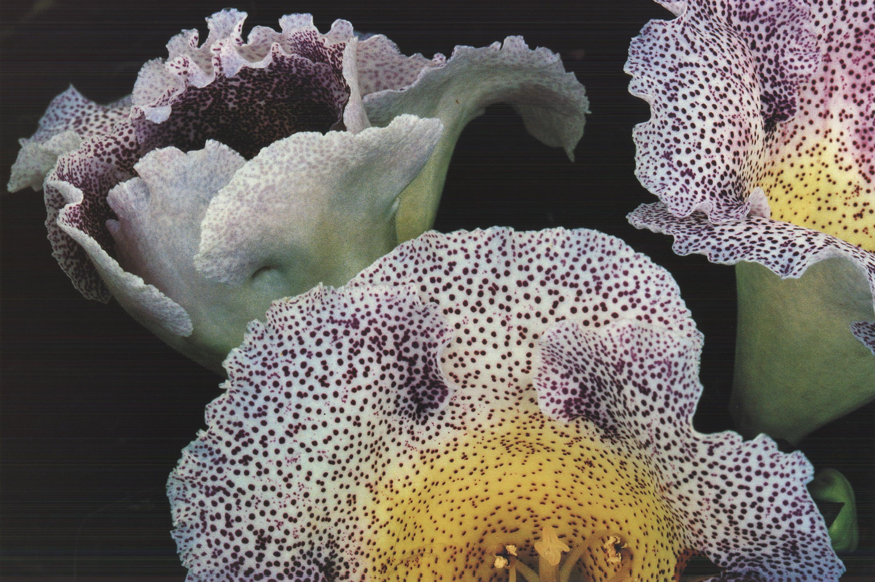 Ernst Haas 'Gloxinia' 1992- Offset Lithograph For Sale 1