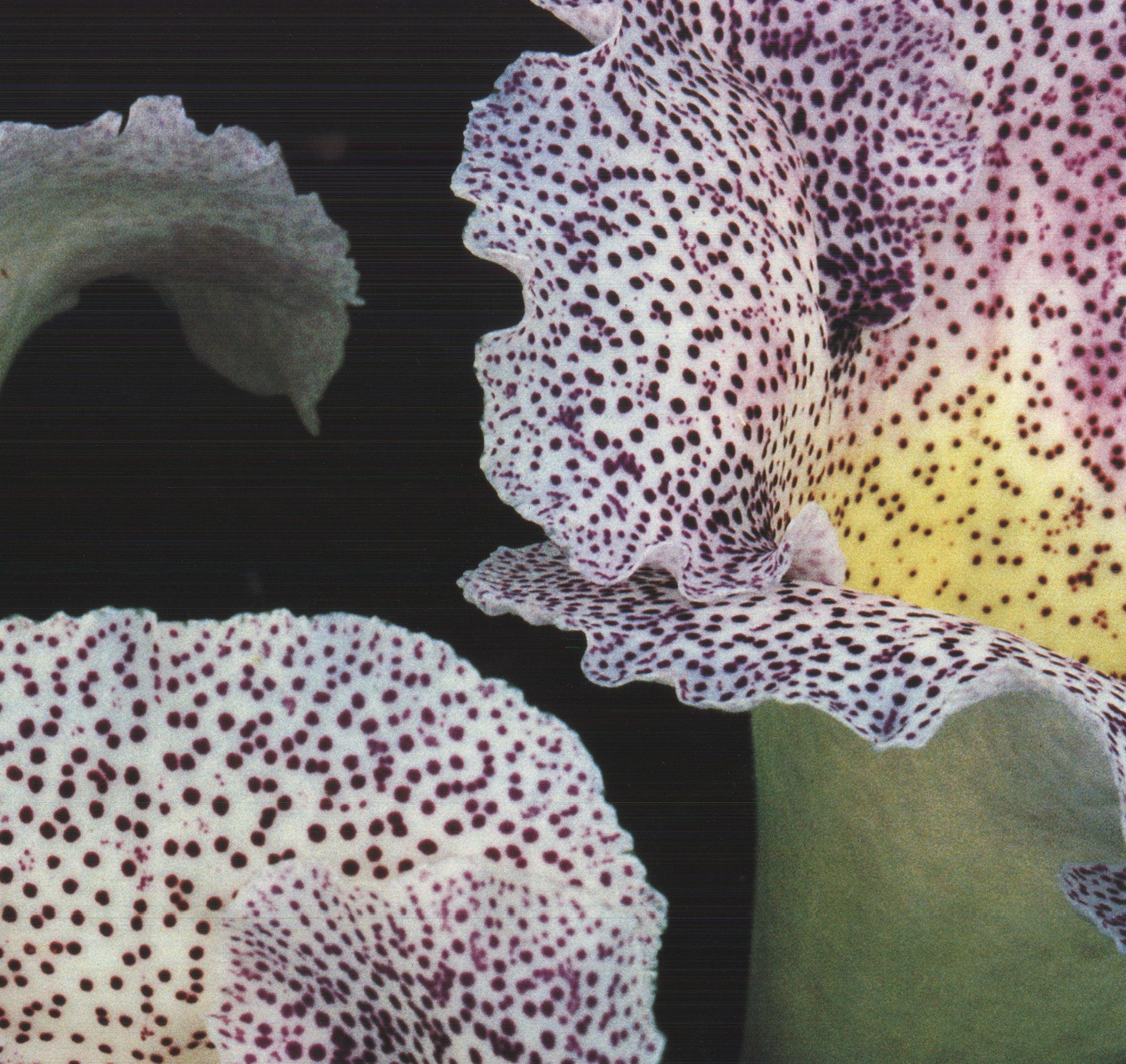 Ernst Haas 'Gloxinia' 1992- Offset Lithograph For Sale 2