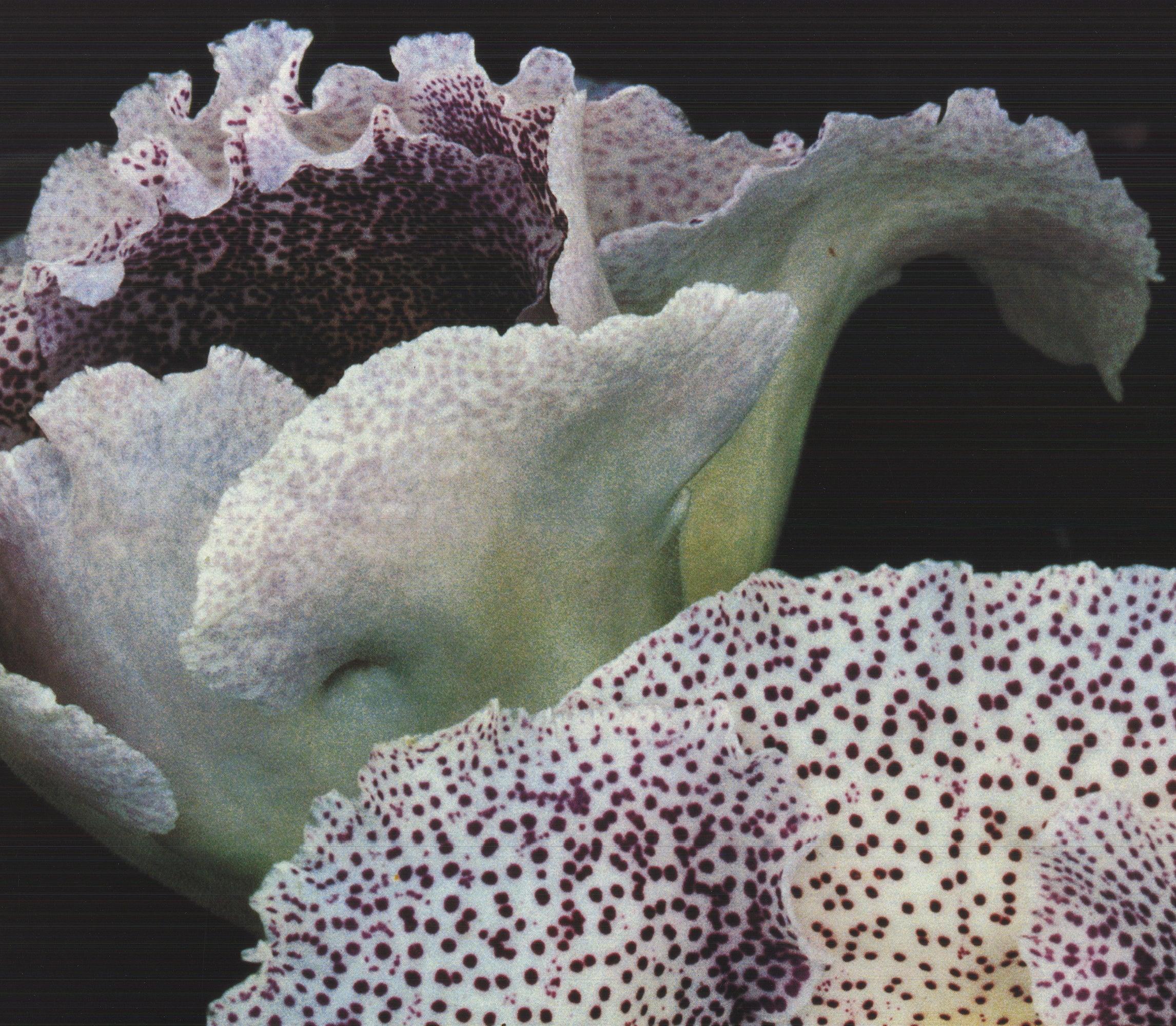 Ernst Haas 'Gloxinia' 1992- Offset Lithograph For Sale 3