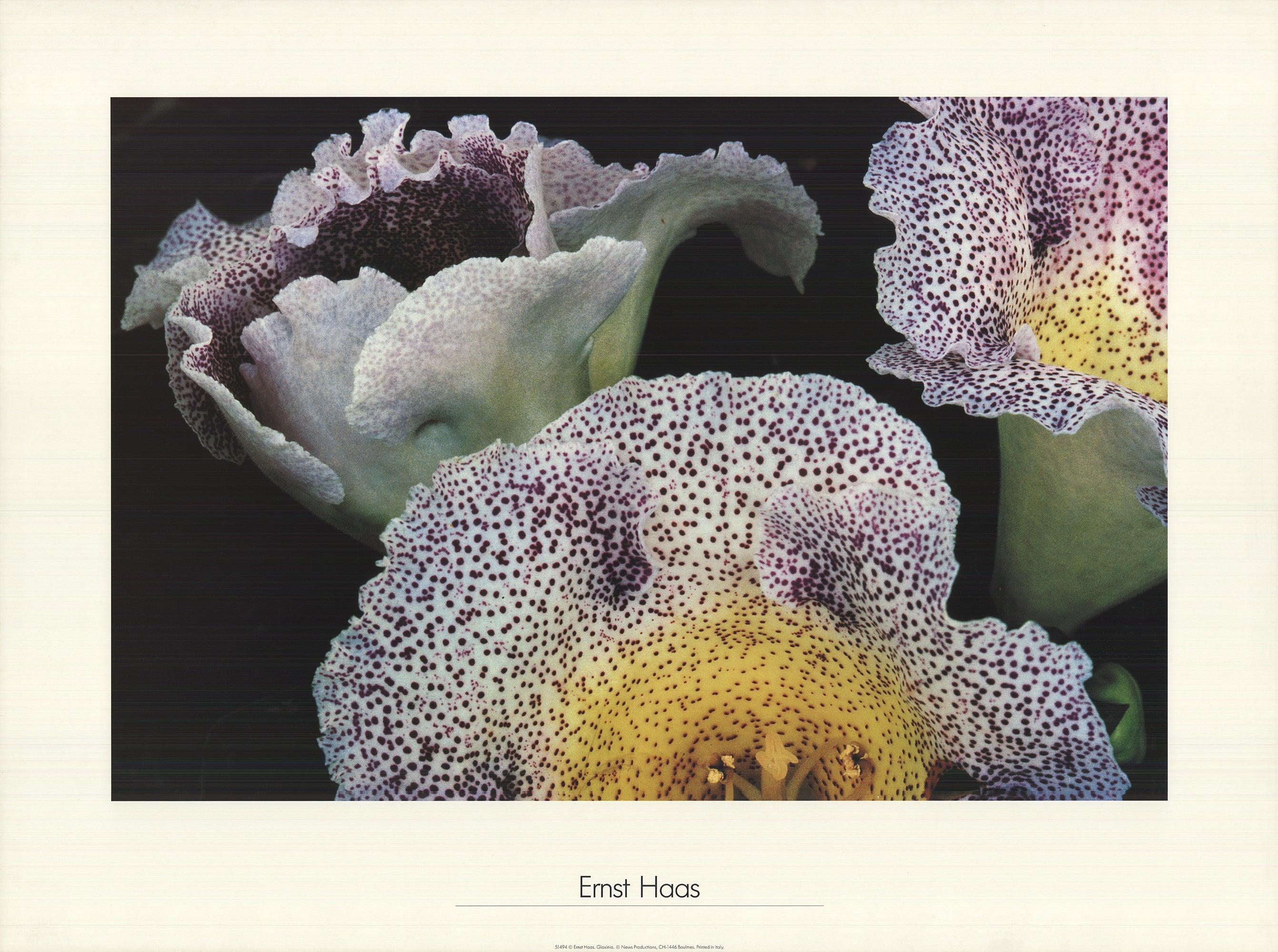 Ernst Haas's "Gloxinia" is an offset lithograph that showcases his pioneering work in color photography. The piece measures 23.75 x 31.75 inches and is printed on glossy stock paper. While the exact publication date is not specified, the lithograph