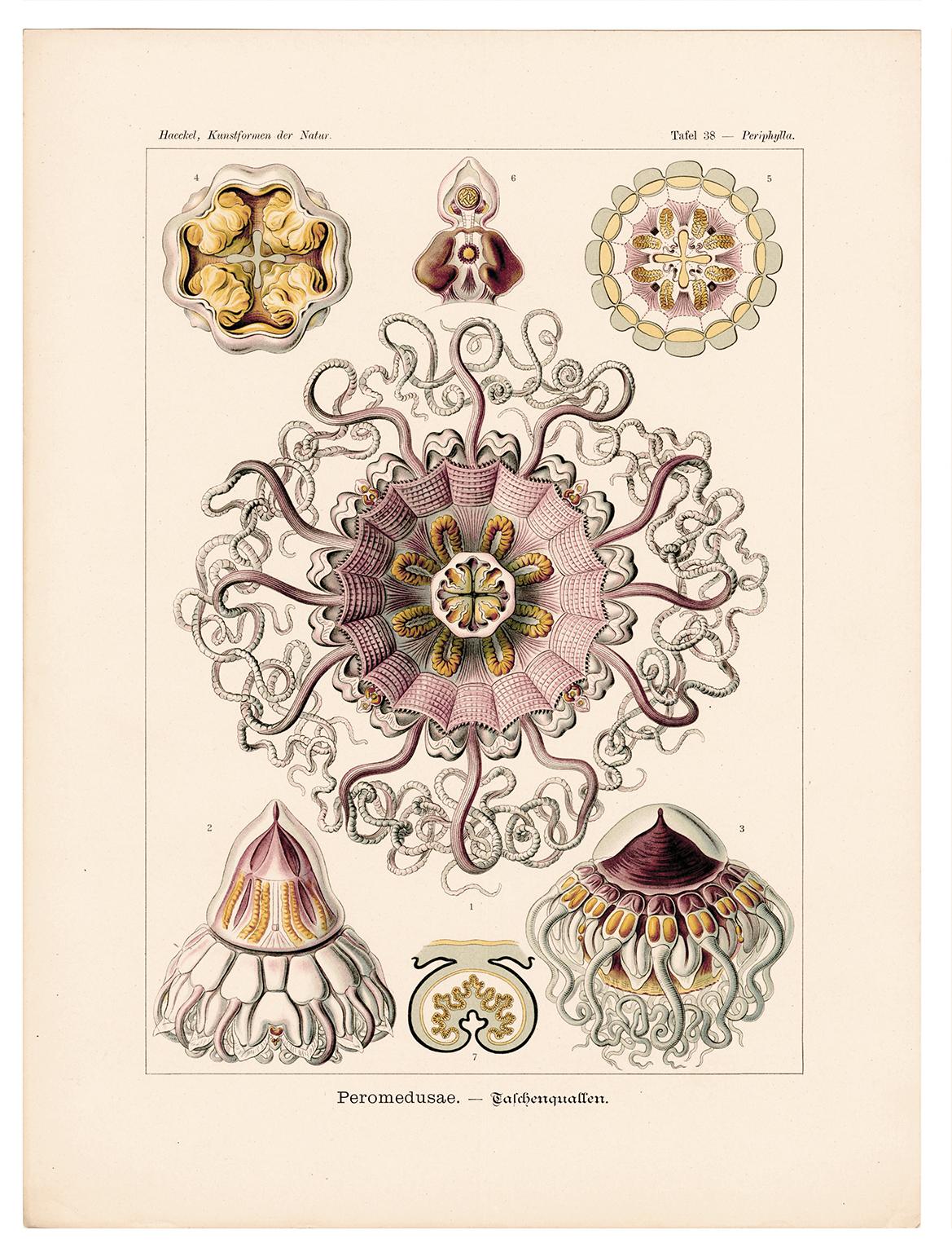 Art Forms in Nature (Plate 38 - Periphylla) — 1899 Celebration of Natural forms - Print by Ernst Haeckel