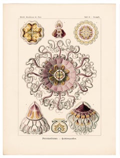 Art Forms in Nature (Plate 38 - Periphylla) — 1899 Celebration of Natural forms