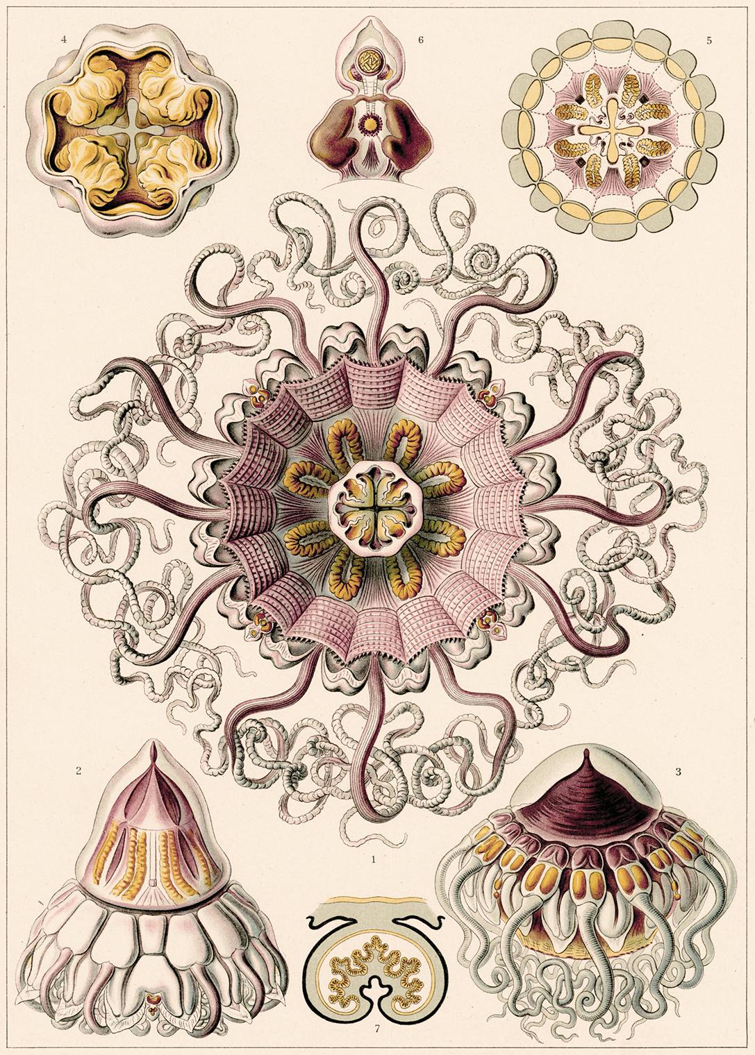 Ernst Haeckel Figurative Print - Art Forms in Nature (Plate 38 - Periphylla) — 1899 Celebration of Natural forms