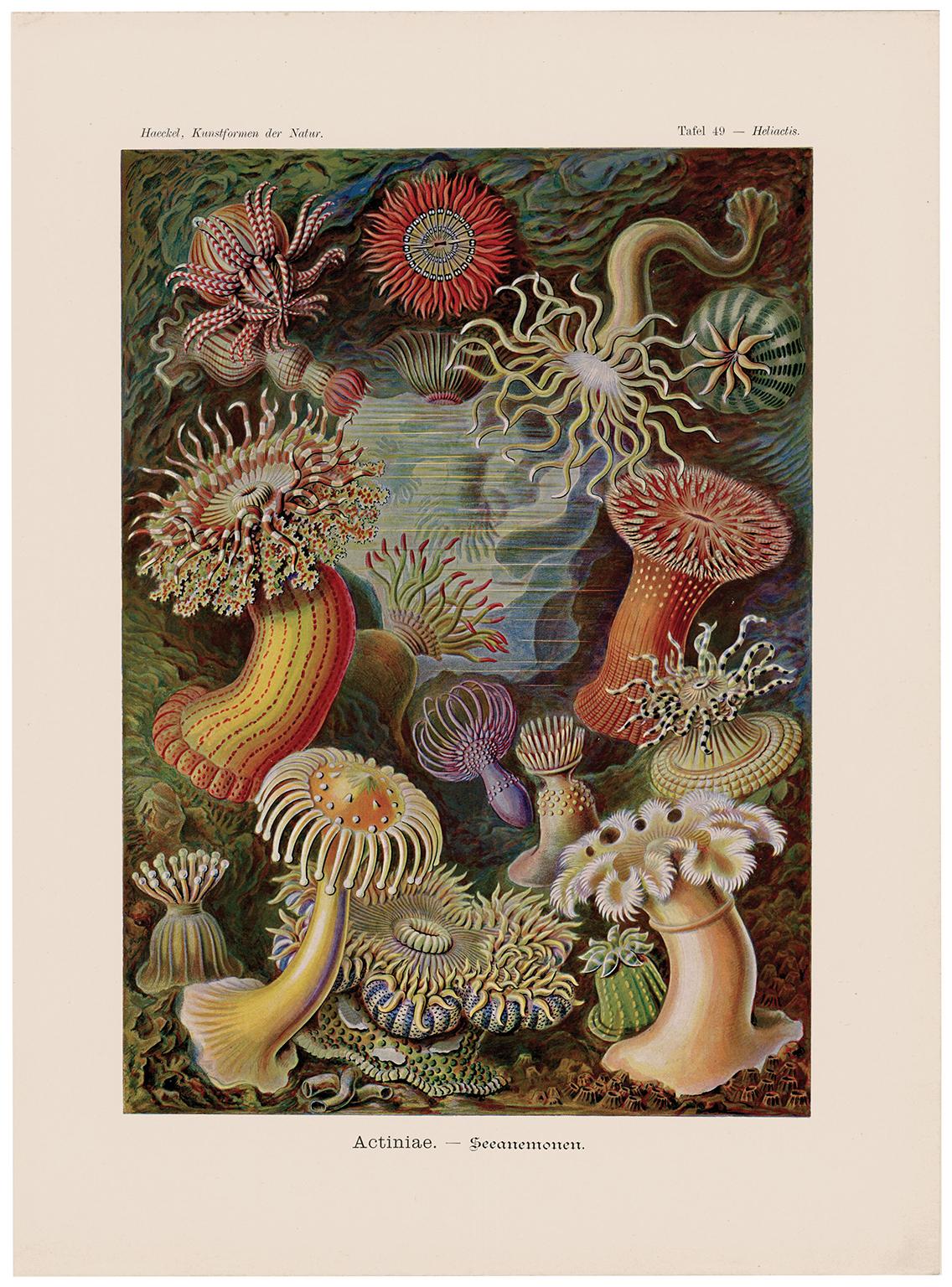 Art Forms in Nature (Plate 49 - Heliactis) — 1988 Celebration of Natural Forms - Print by Ernst Haeckel
